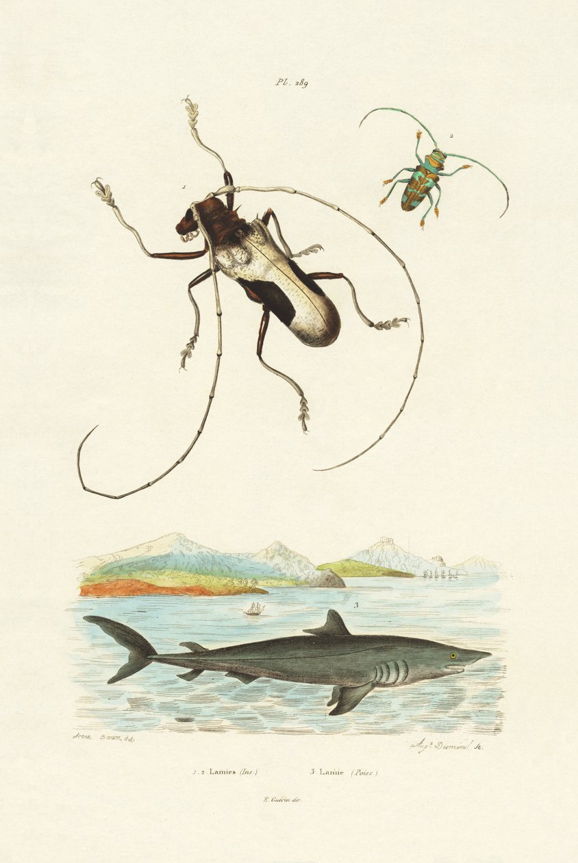 Longhorn Beetles by French School