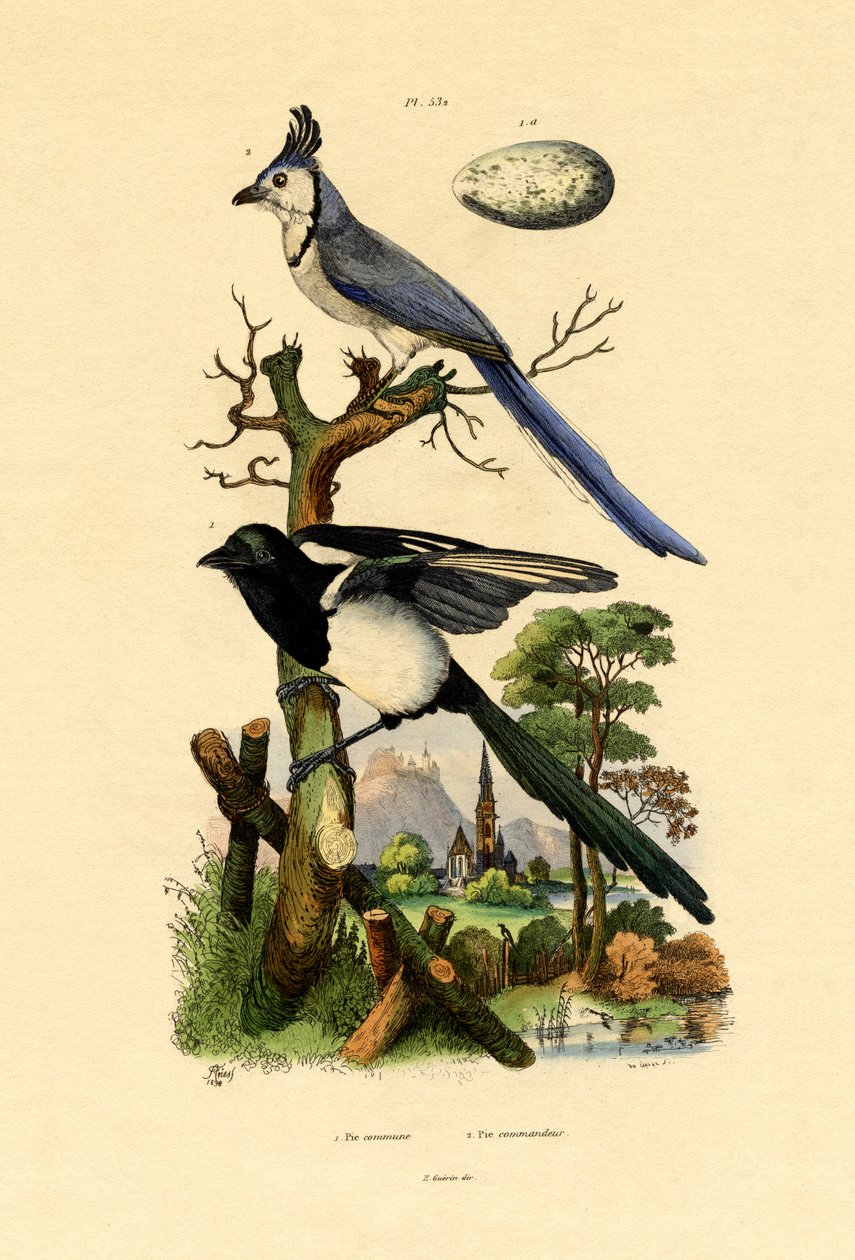 Magpie Jay by French School