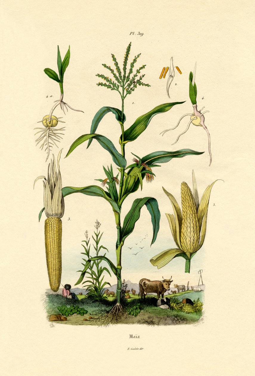 Maize by French School