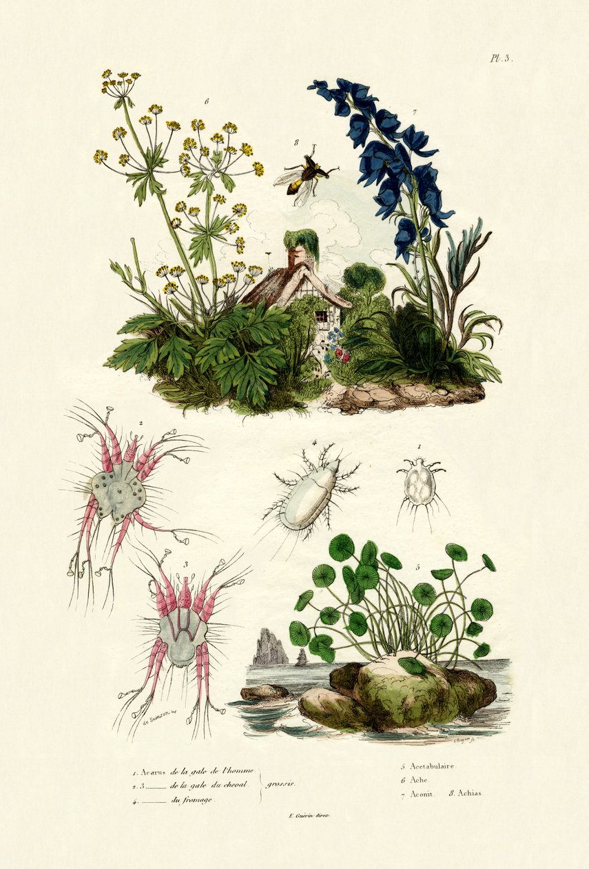 Mites by French School