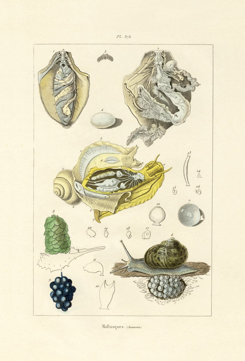 Molluscs by French School