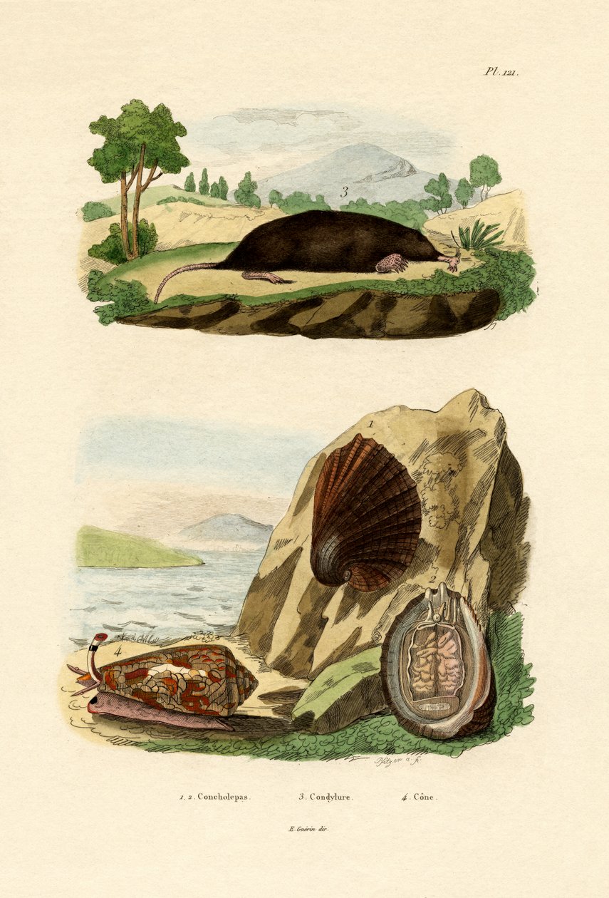 Native Mollusk by French School