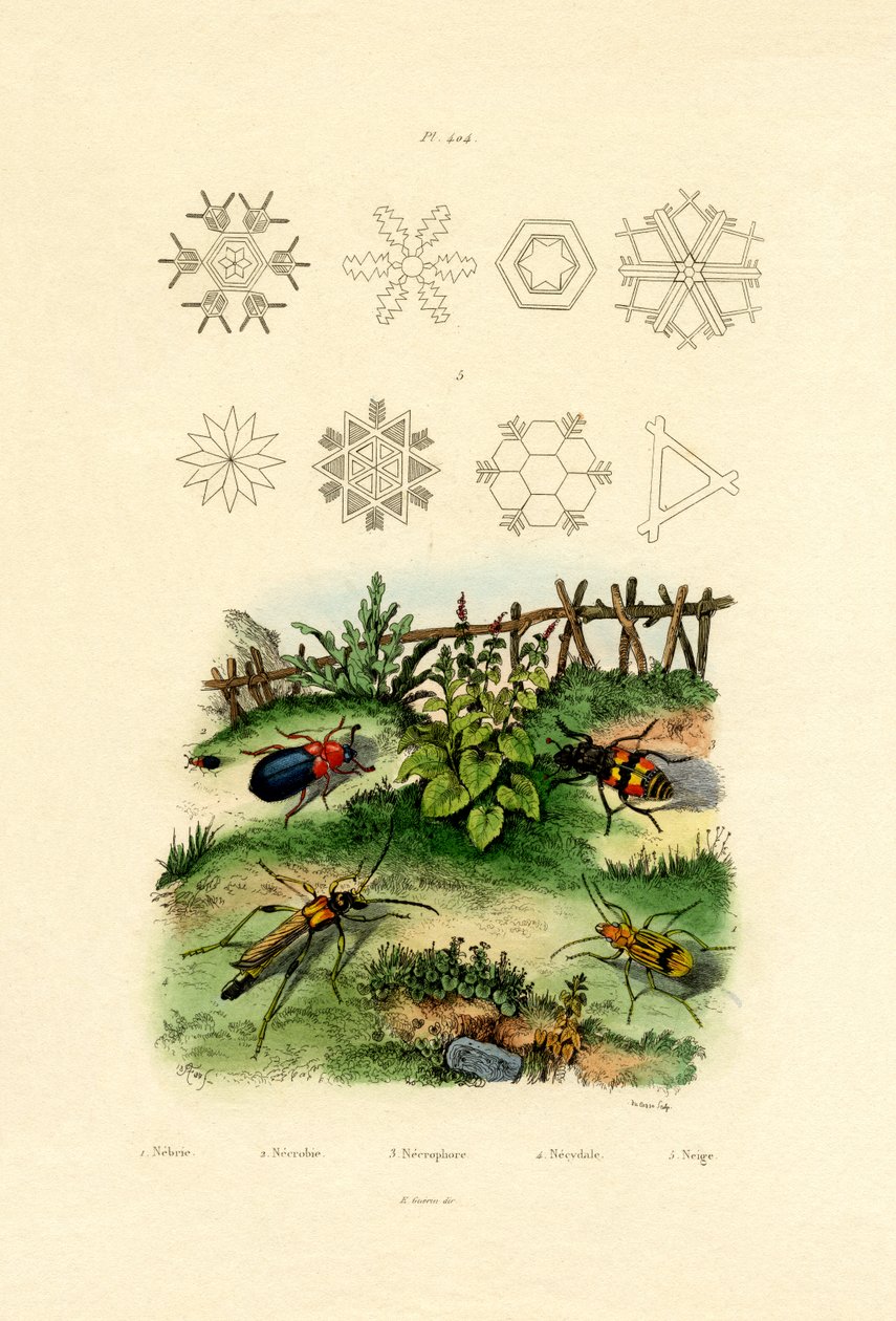 Nebria Beetle by French School