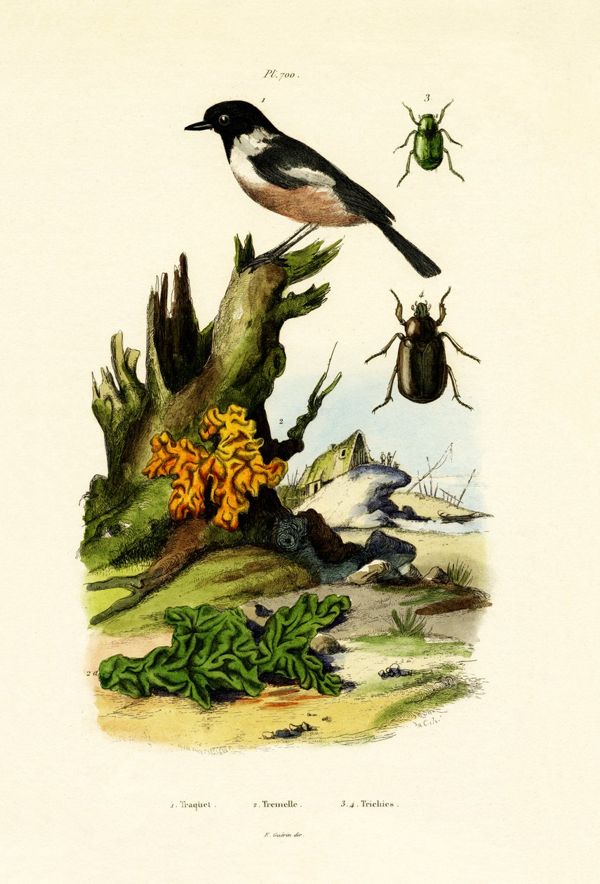 Northern Wheatear by French School