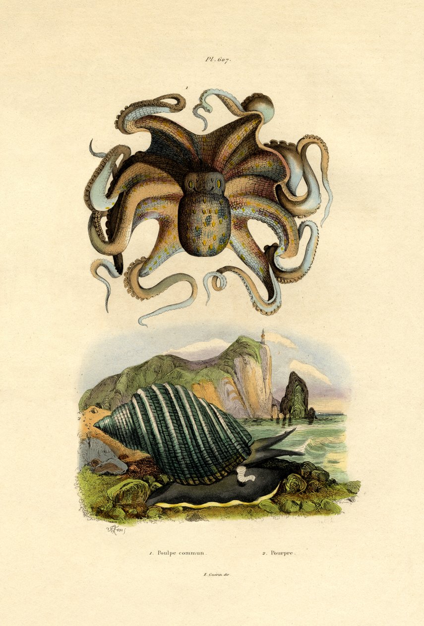 Octopus by French School