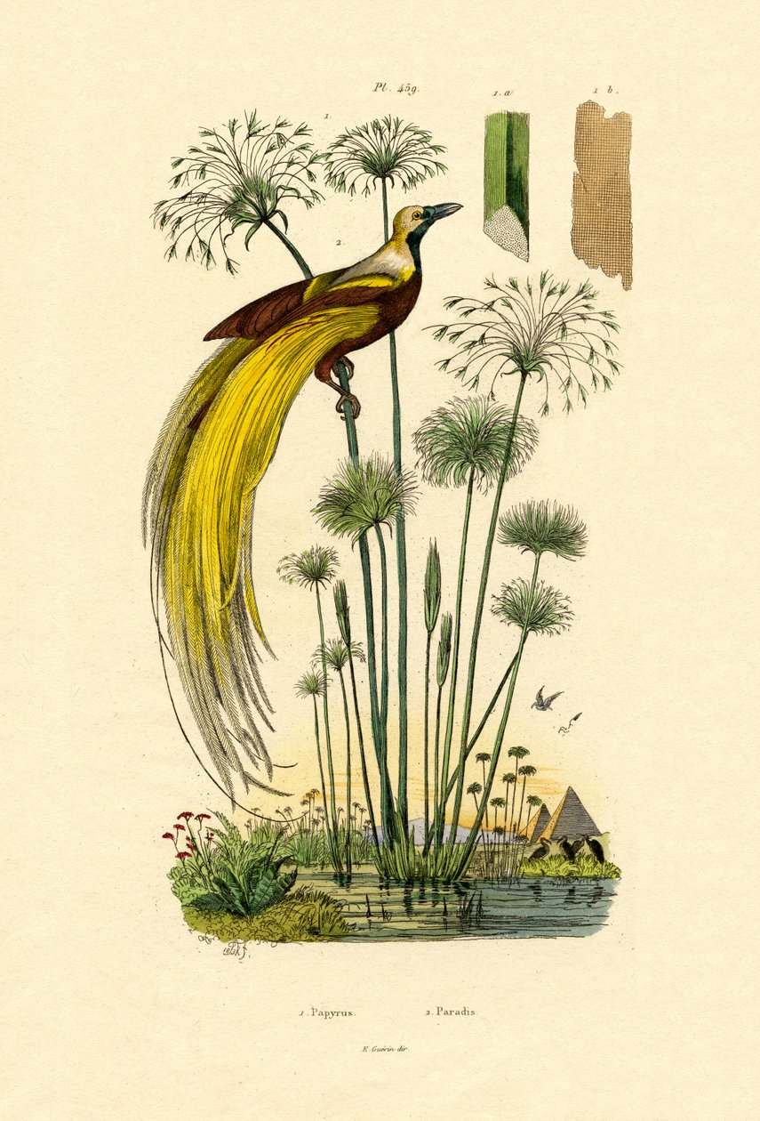 Papyrus by French School