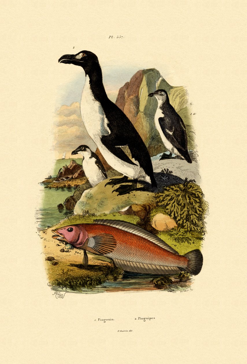 Penguin by French School