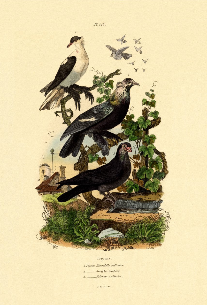 Pigeons by French School