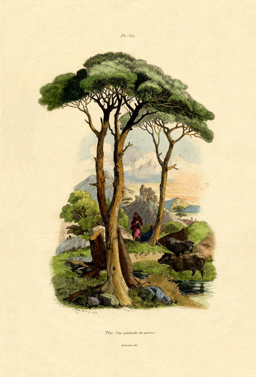 Pine Tree by French School