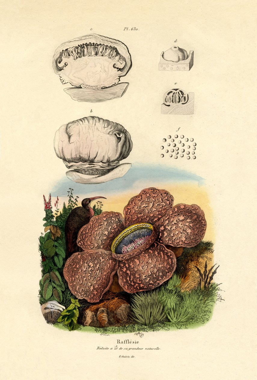 Rafflesia by French School