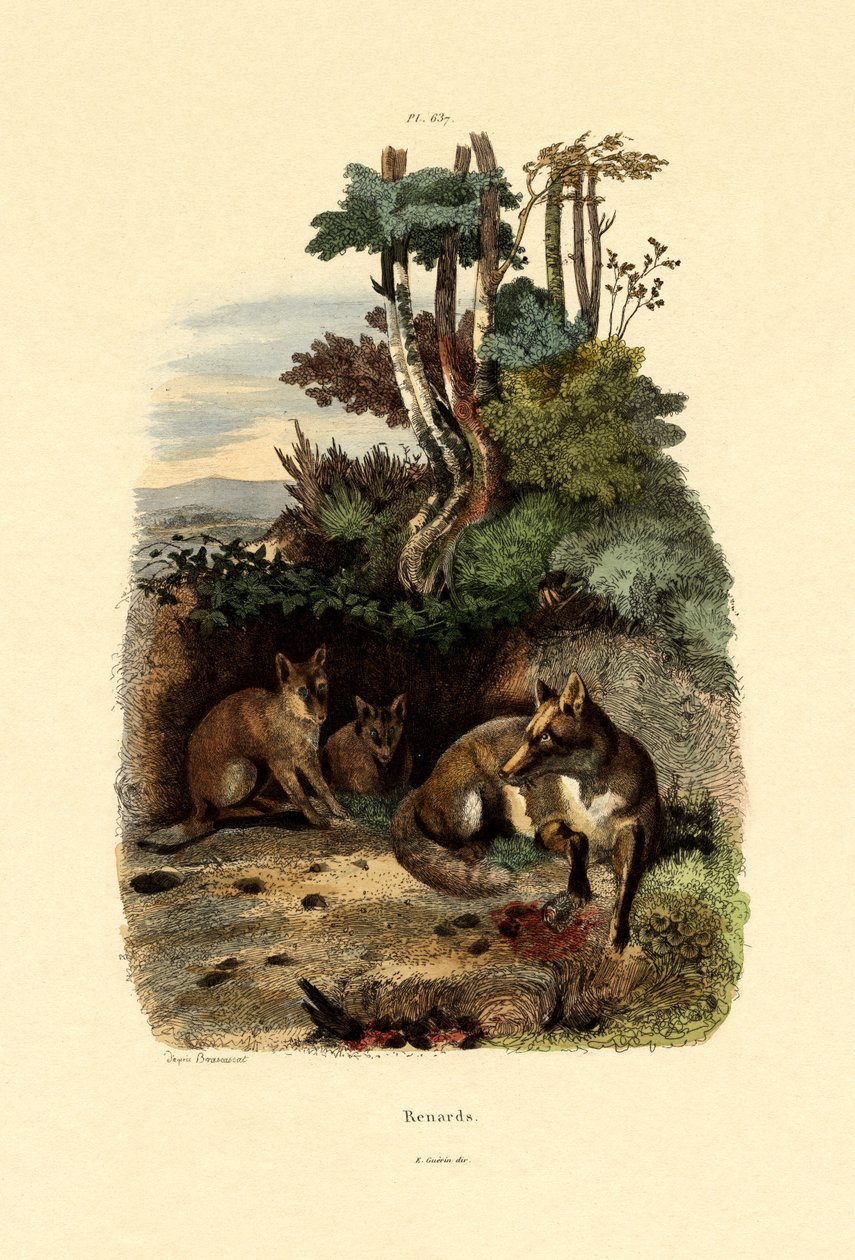 Red Fox by French School