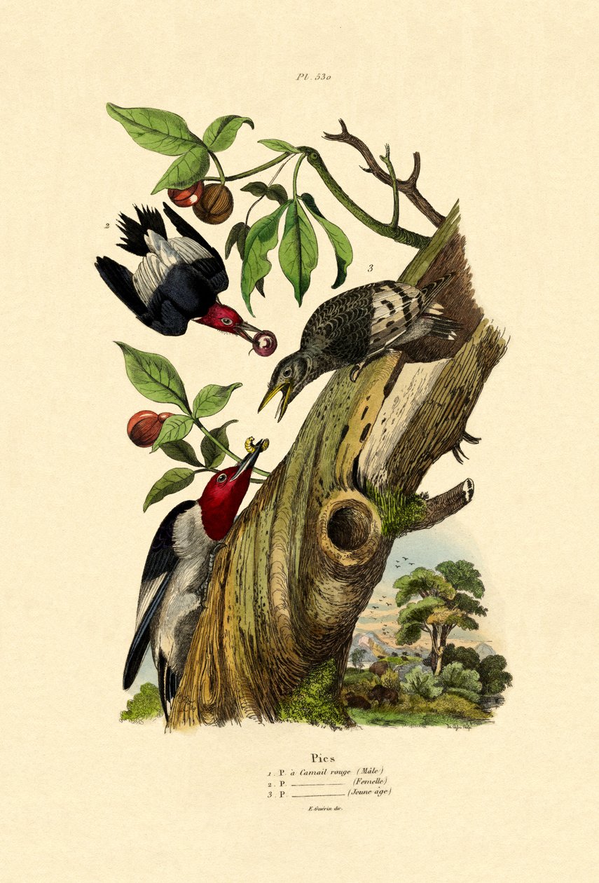 Red-headed Woodpecker by French School