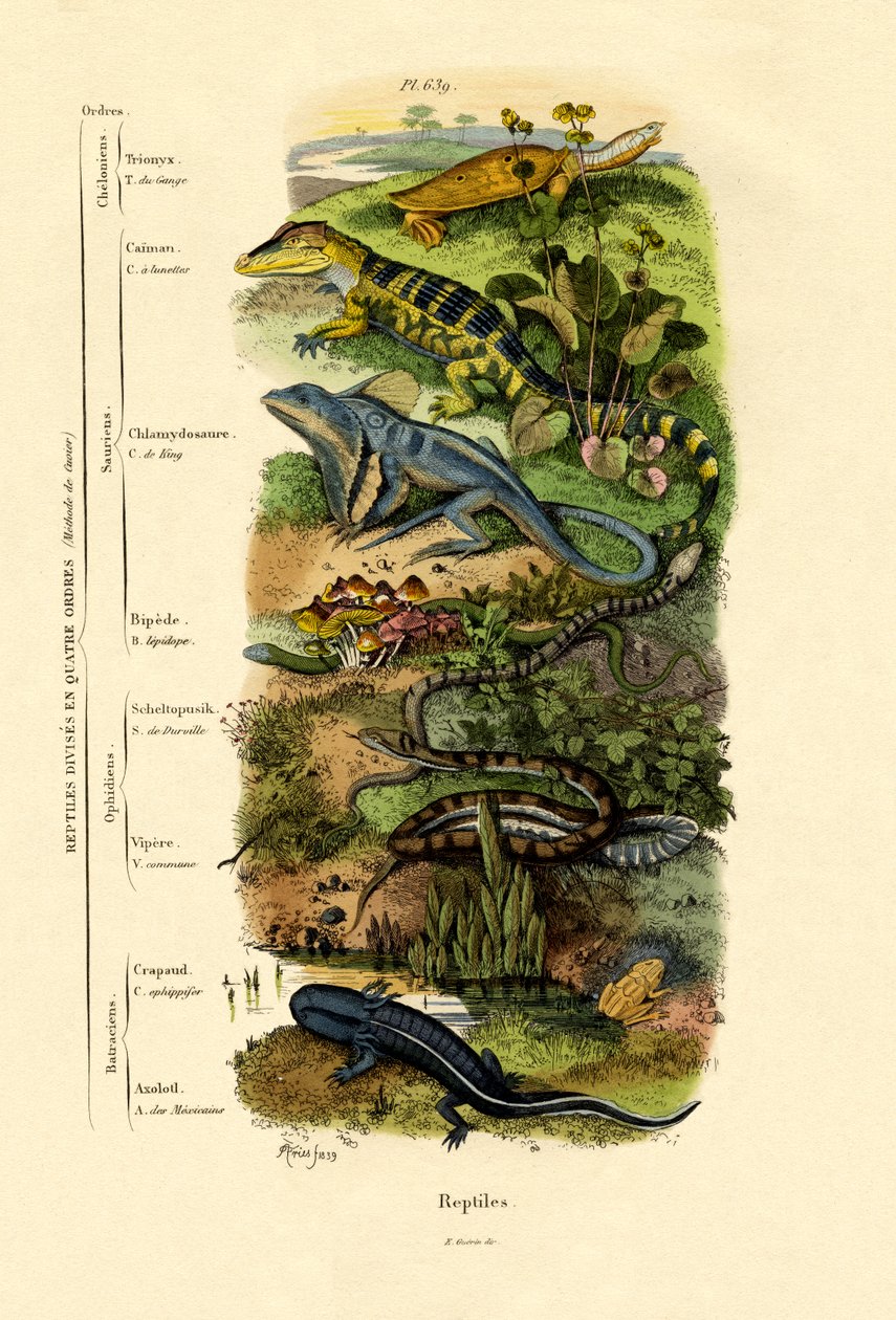 Reptiles by French School
