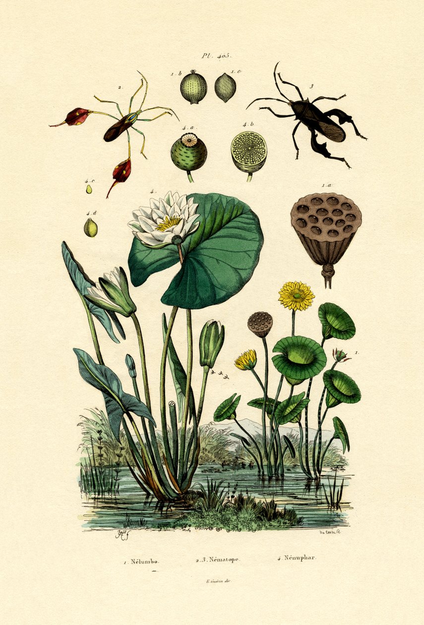 Sacred Lotus by French School