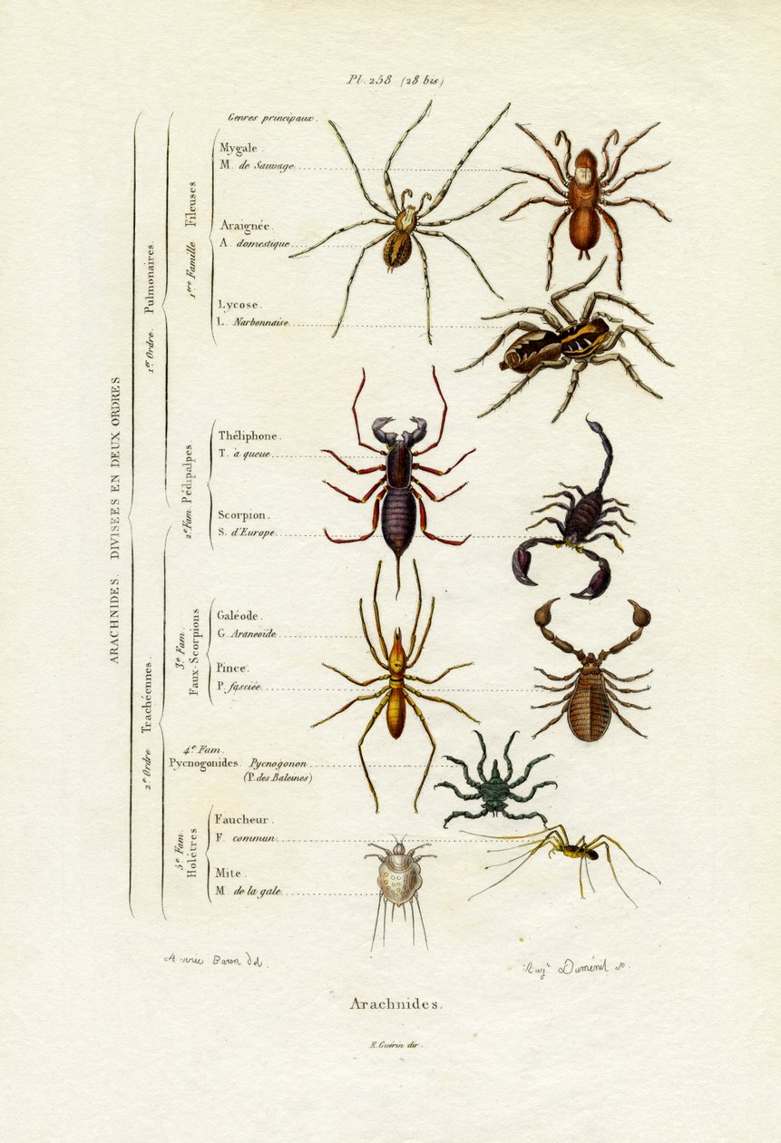 Scorpions by French School