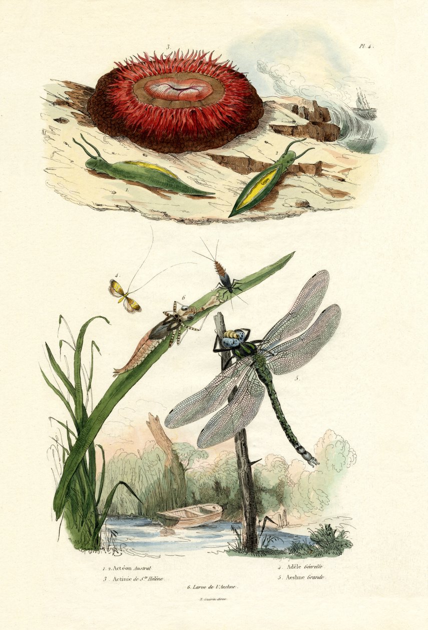 Sea Slug by French School