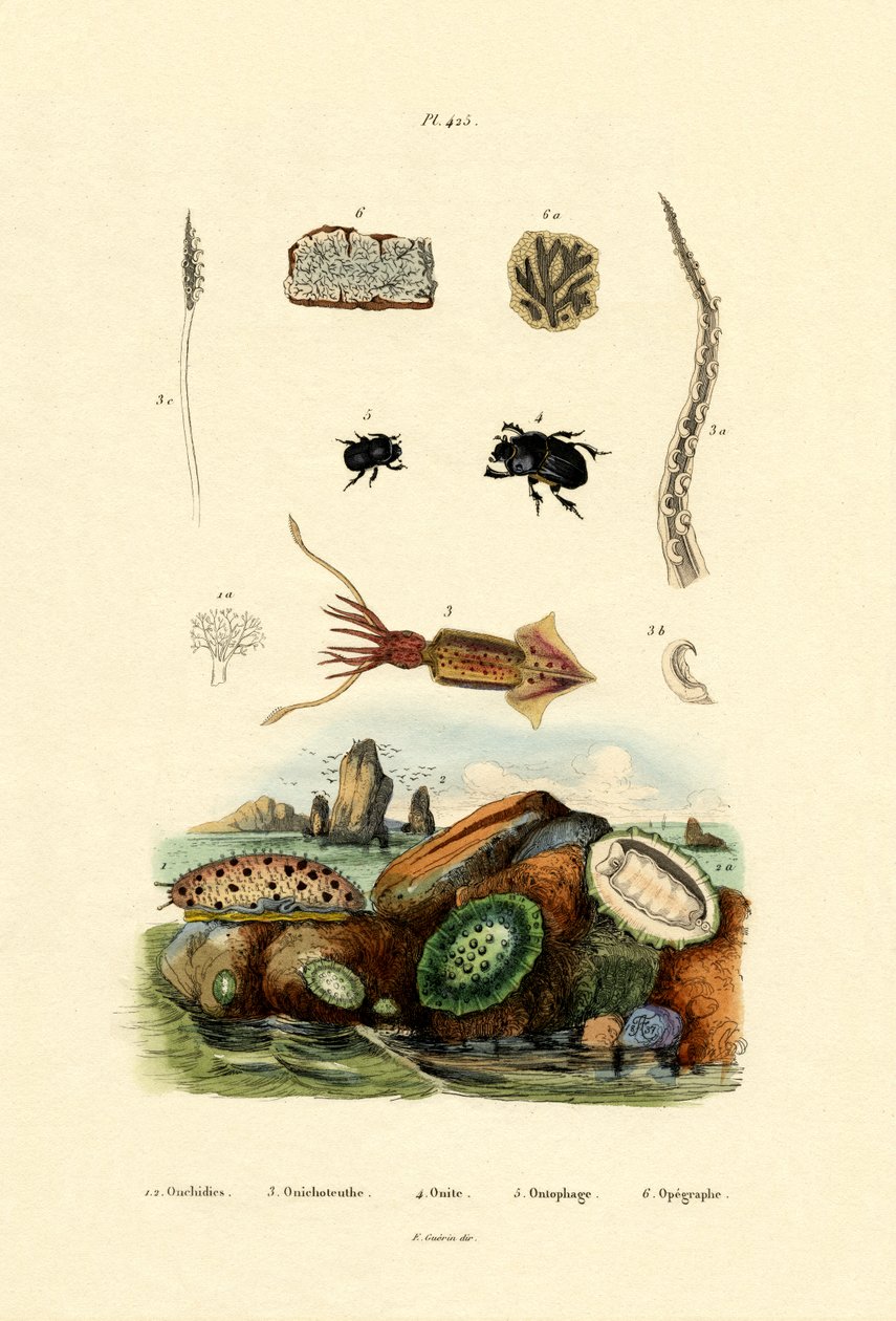 Sea Slug by French School