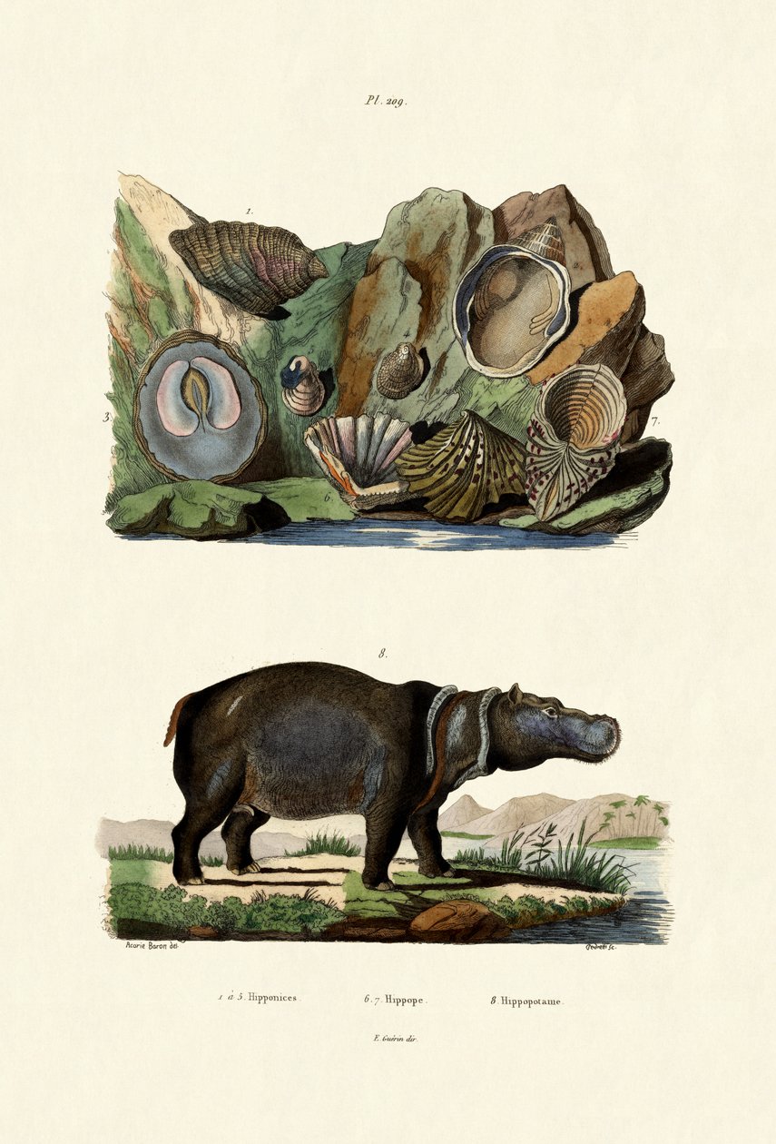 Shells by French School