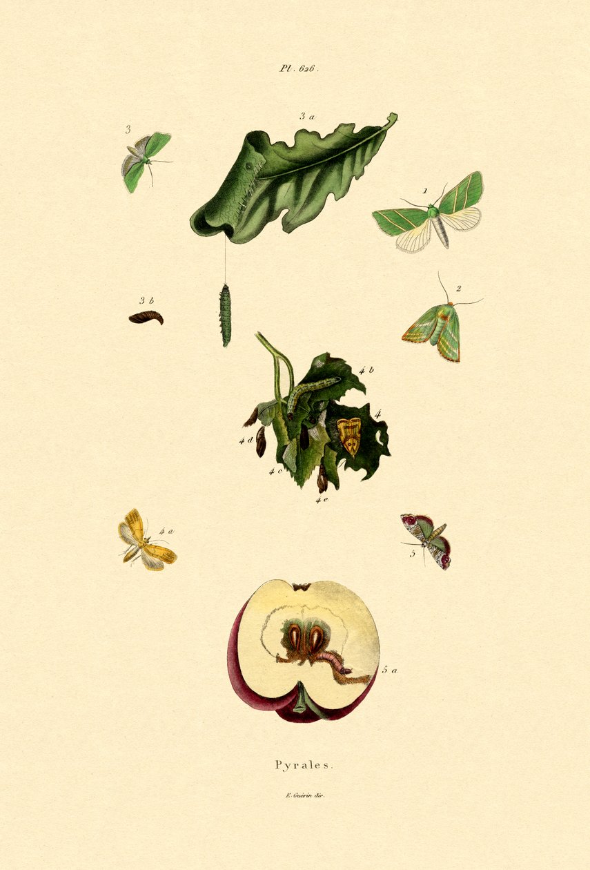 Snout Moths by French School