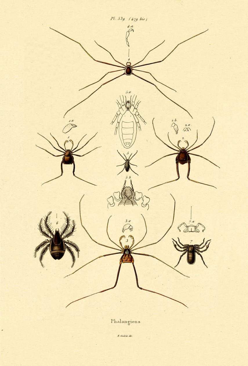Spiders by French School