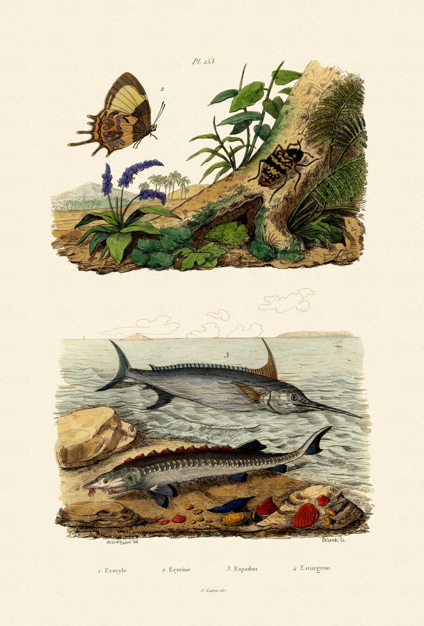 Sturgeon by French School