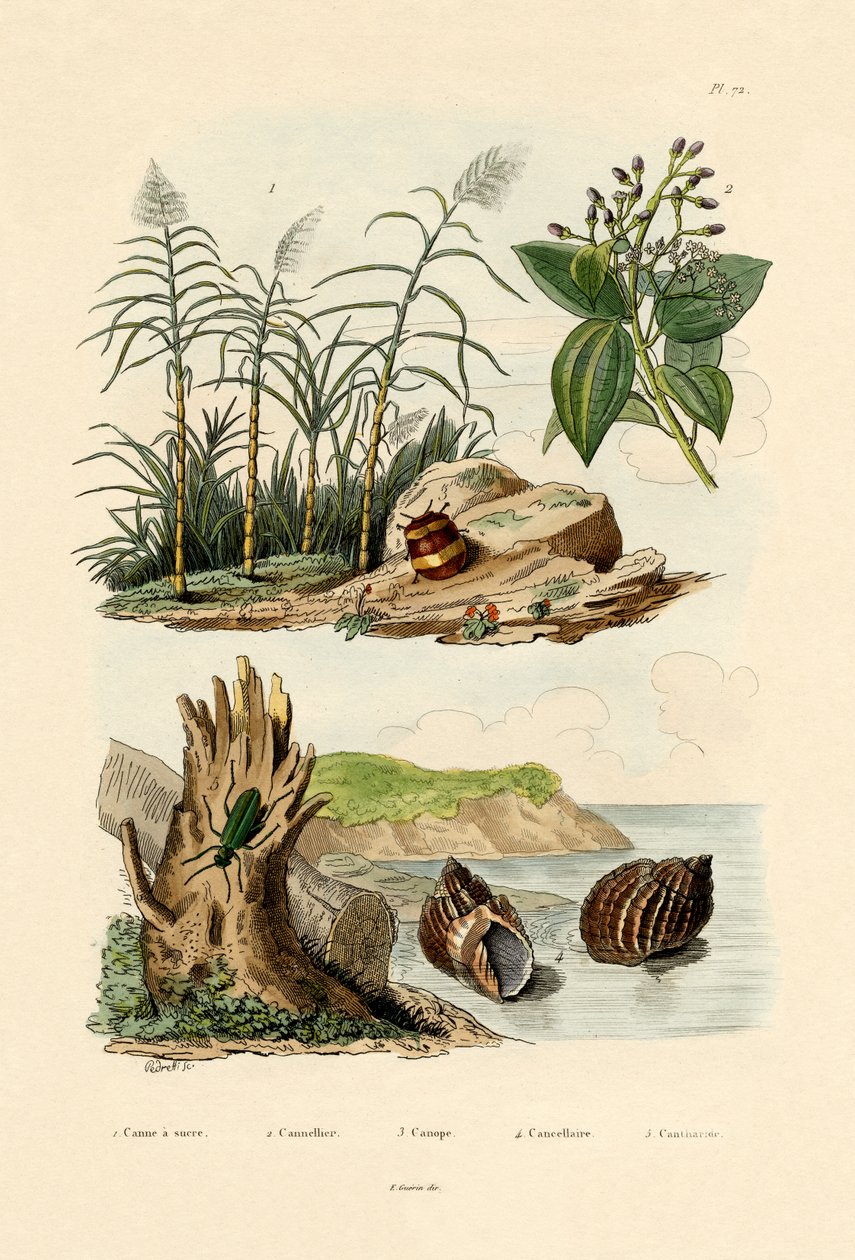 Sugarcane by French School