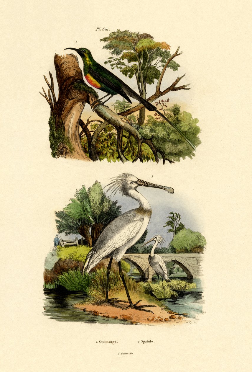 Sunbird by French School