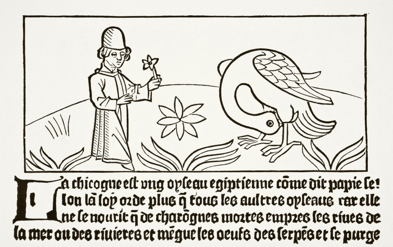 The Stork Its Own Doctor, from 