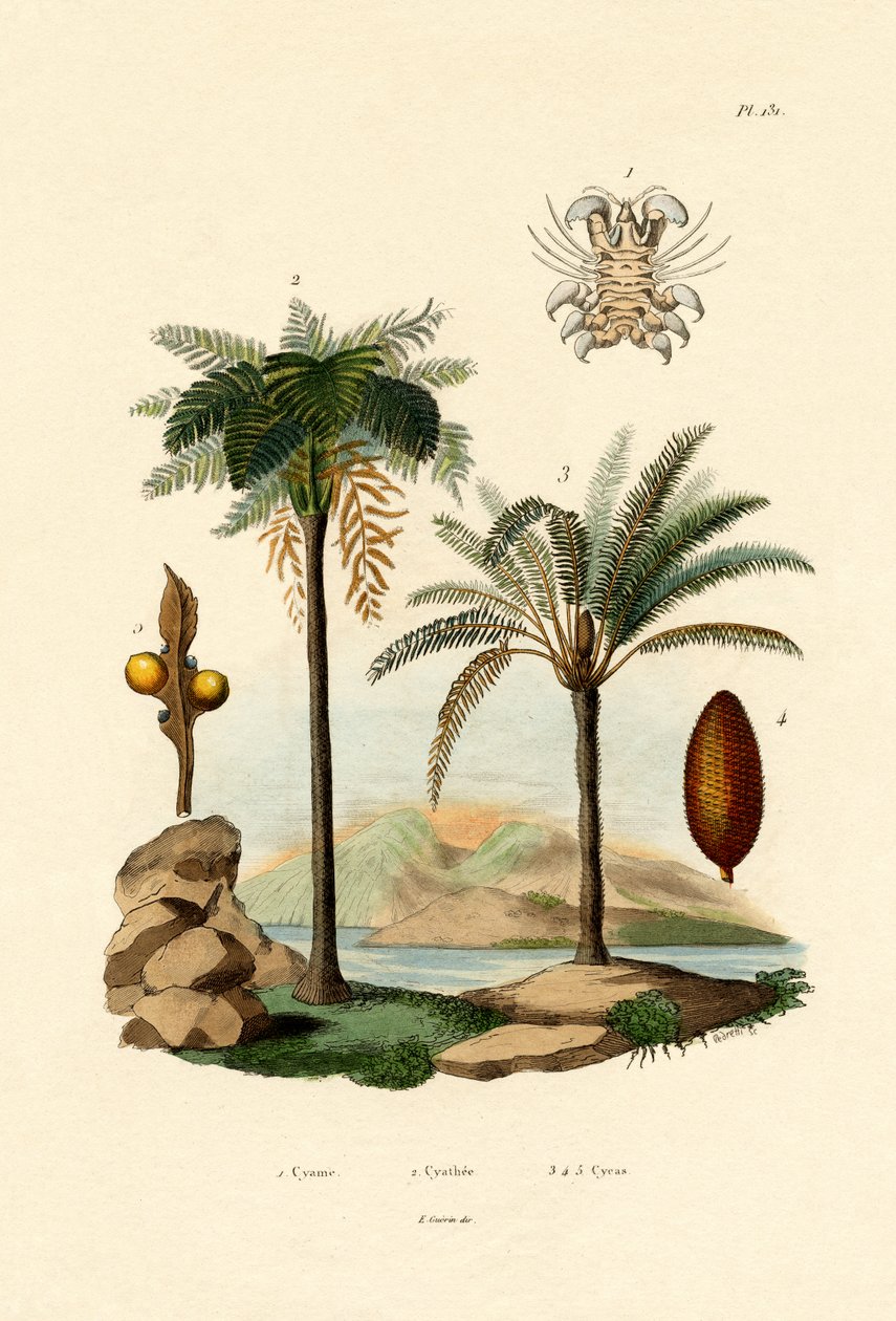 Tree Fern by French School