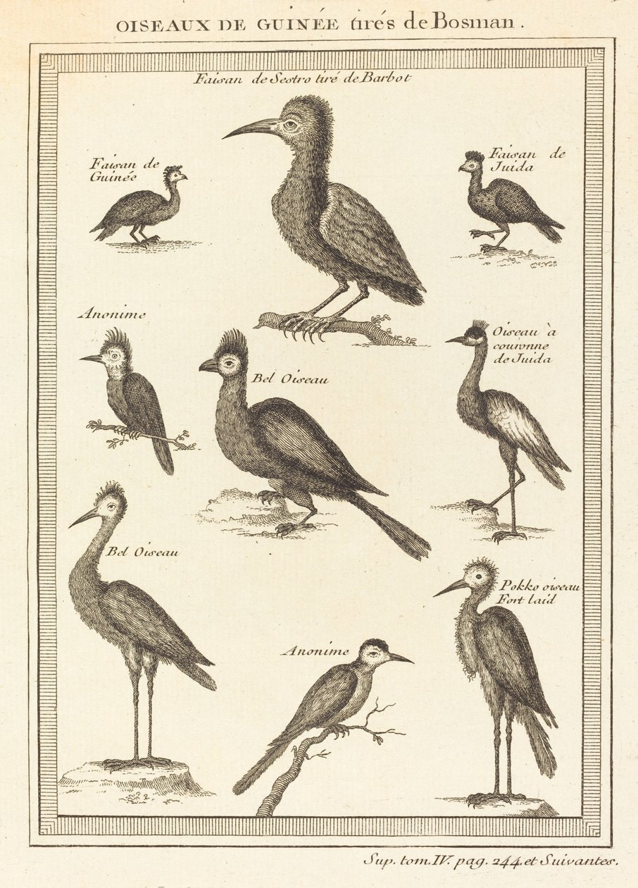Guinea Birds from Bosman by French 18th Century