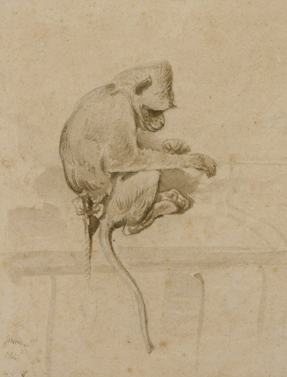 A Monkey by French School