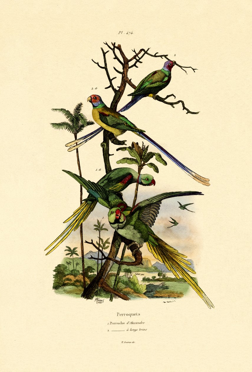 Alexandrine Parakeet by French School