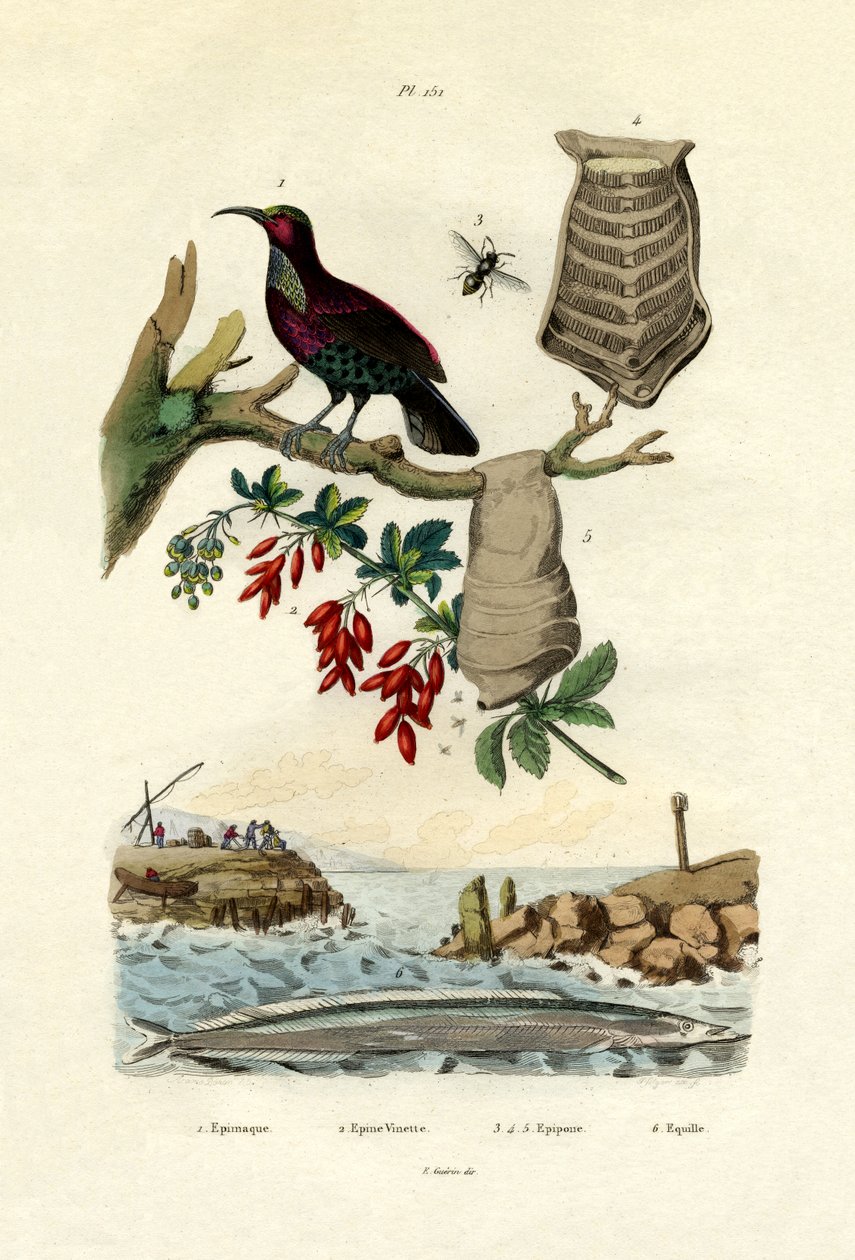 Bird of Paradise by French School