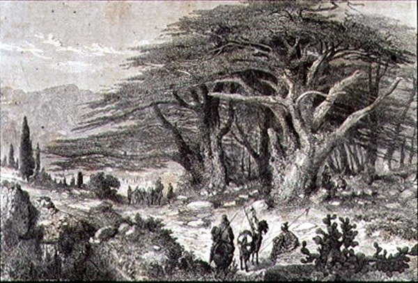 Cedar Trees in the Lebanon by French School