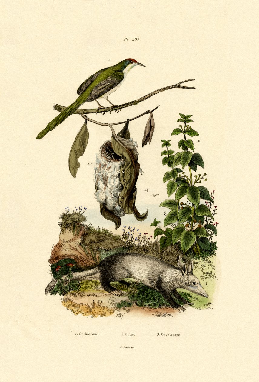 Common Tailorbird by French School