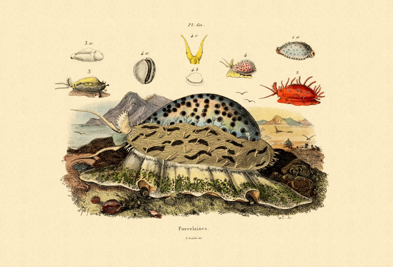 Cowrie Shells by French School