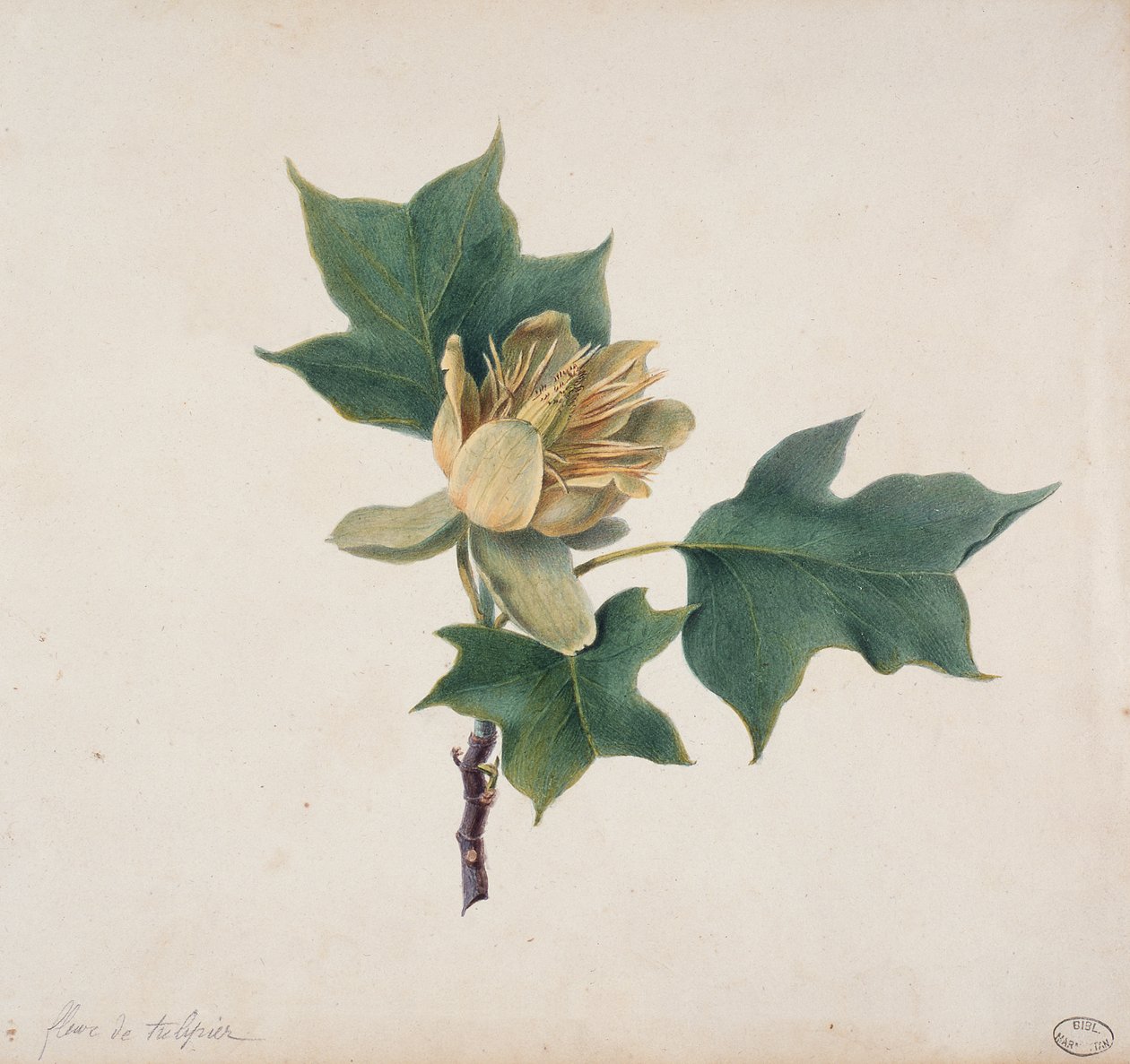 Flower of a Tulip Tree by French School