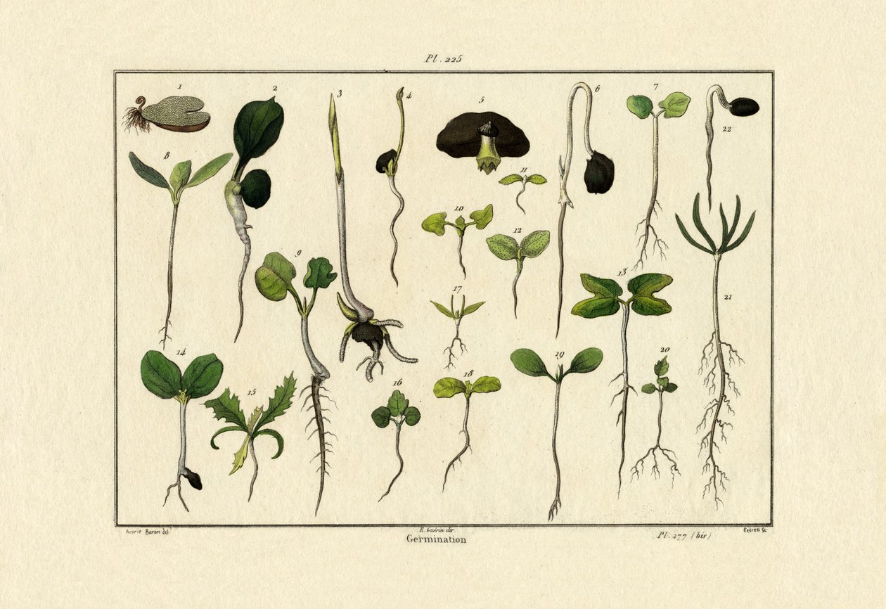 Germination by French School