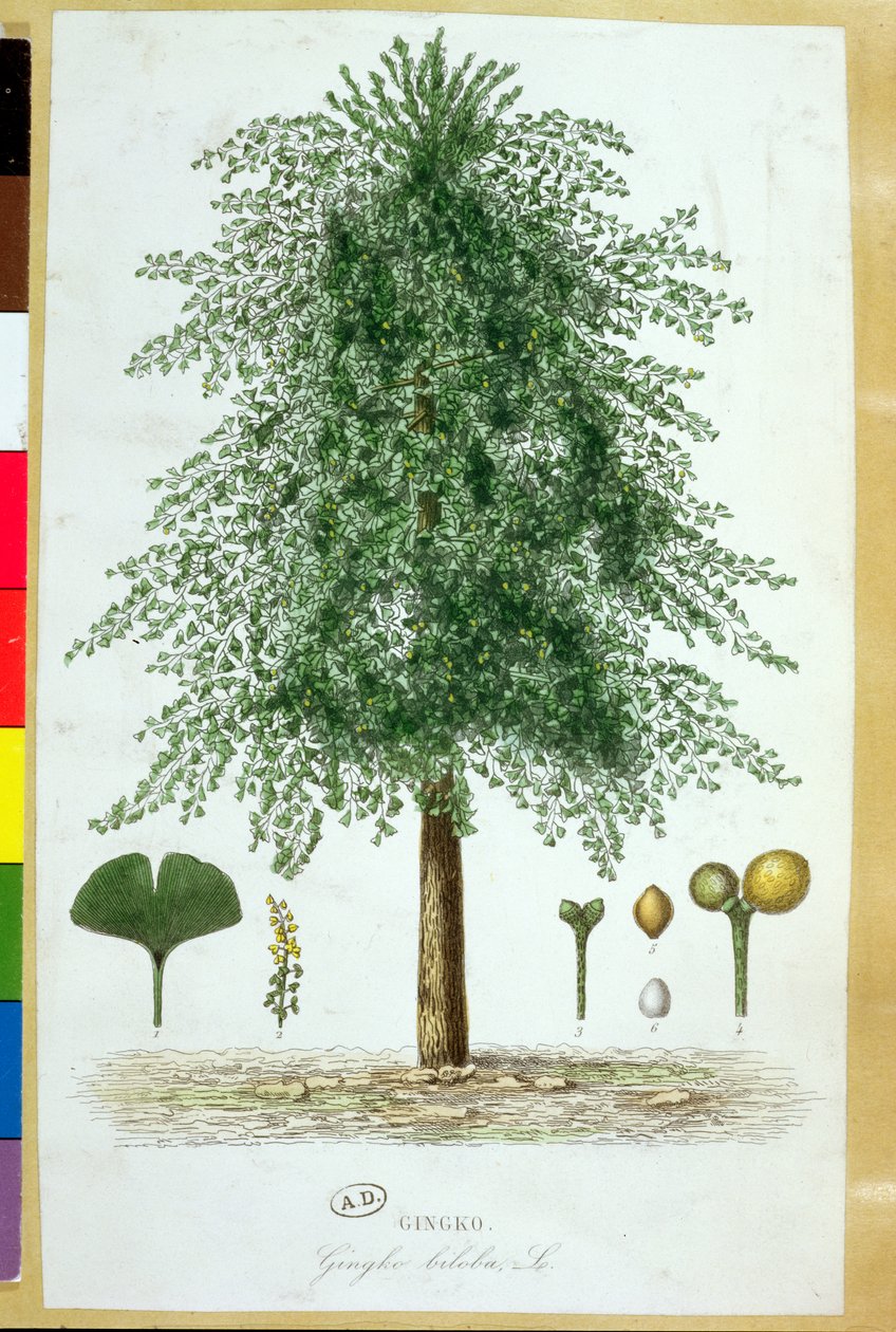 Ginkgo Biloba Tree by French School