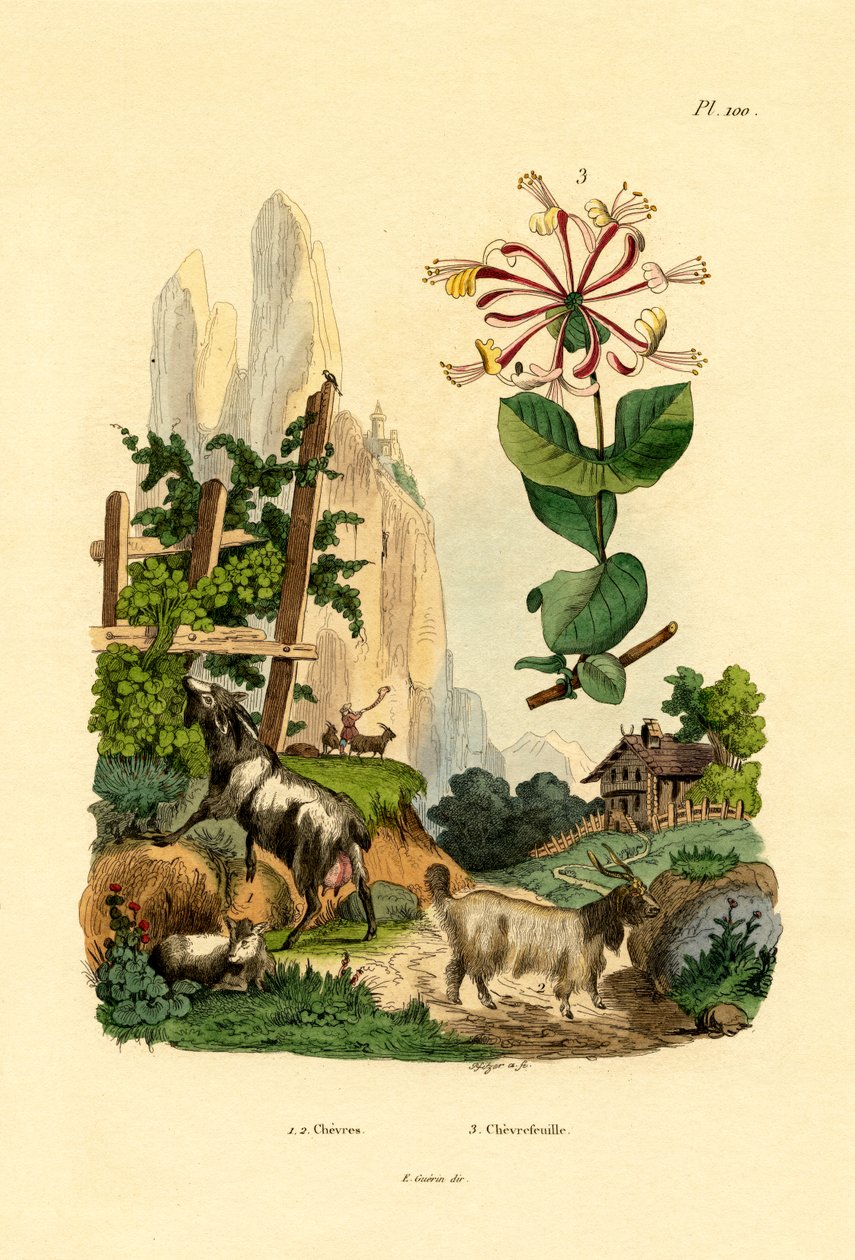 Goats by French School