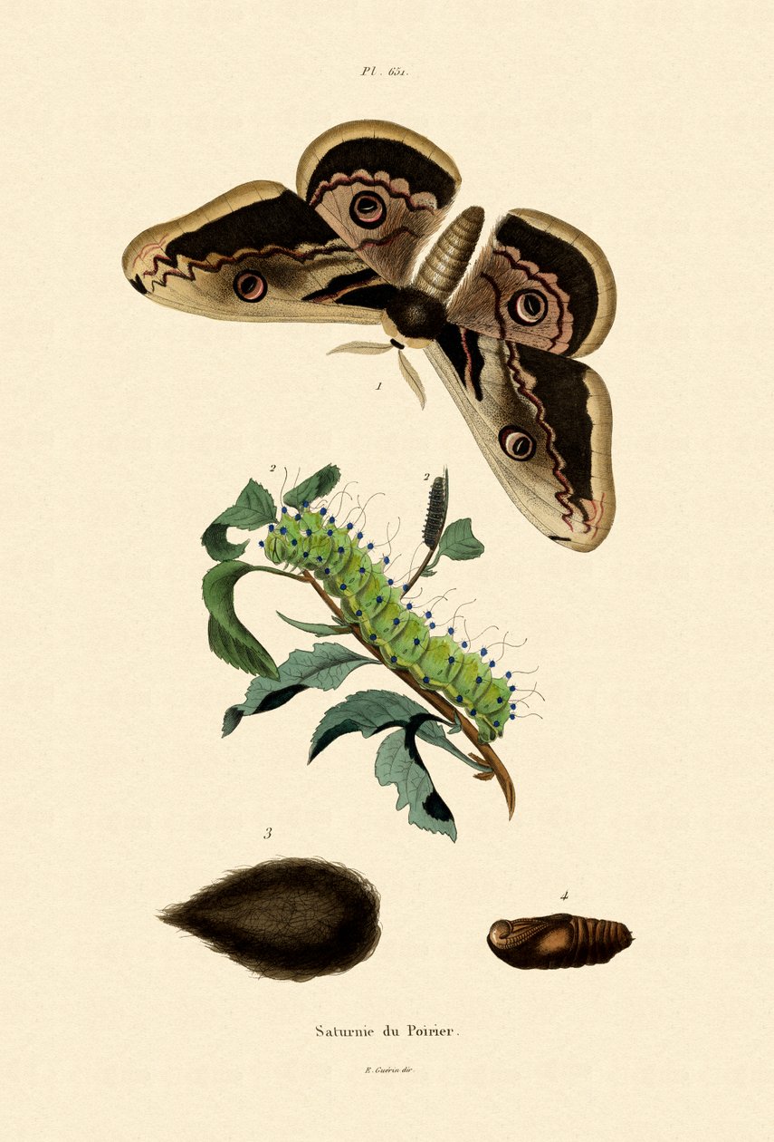 Large Emperor Moth by French School
