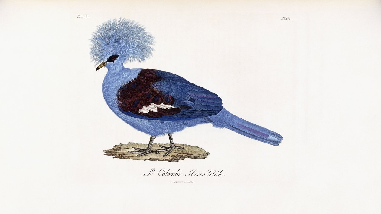 The Male Colombi-Hocco by French School