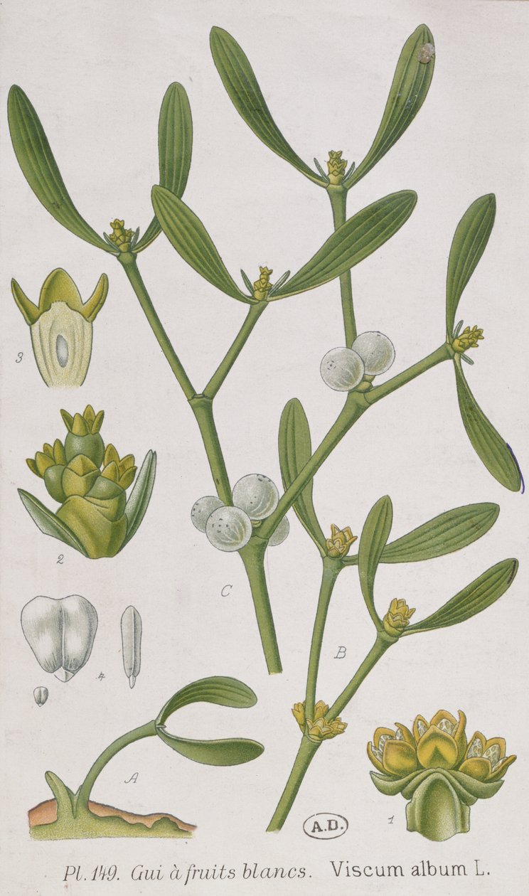 Mistletoe by French School