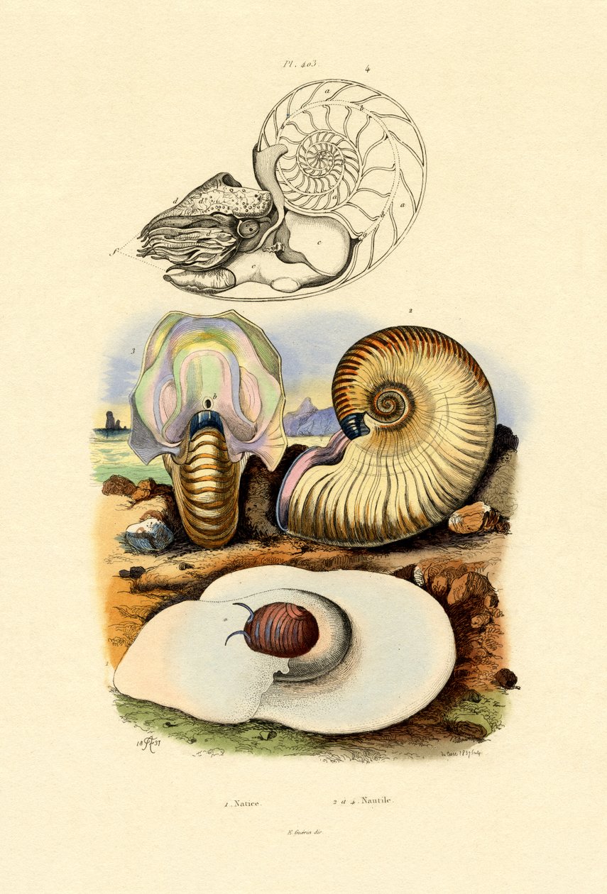 Moon Snail by French School
