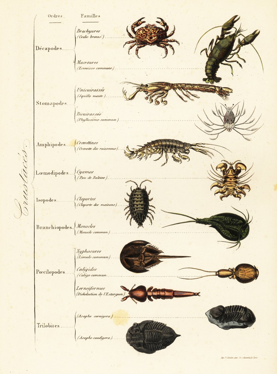 Orders of marine and terrestrial crustaceans by French School