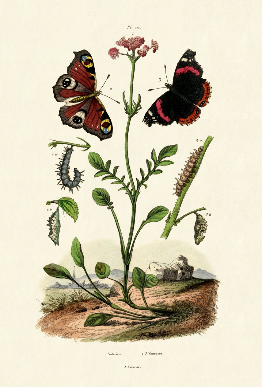 Peacock Butterfly by French School