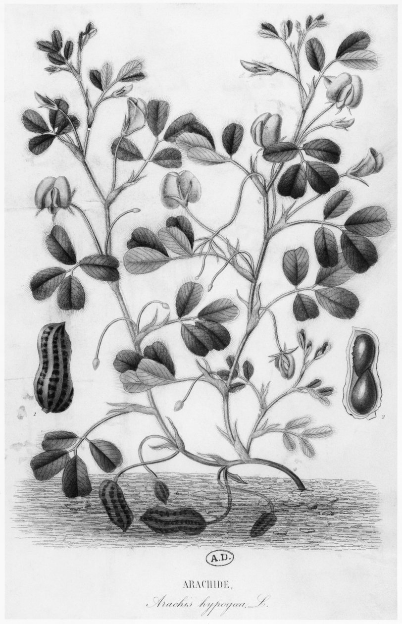 Peanut (Arachis hypogaea) by French School