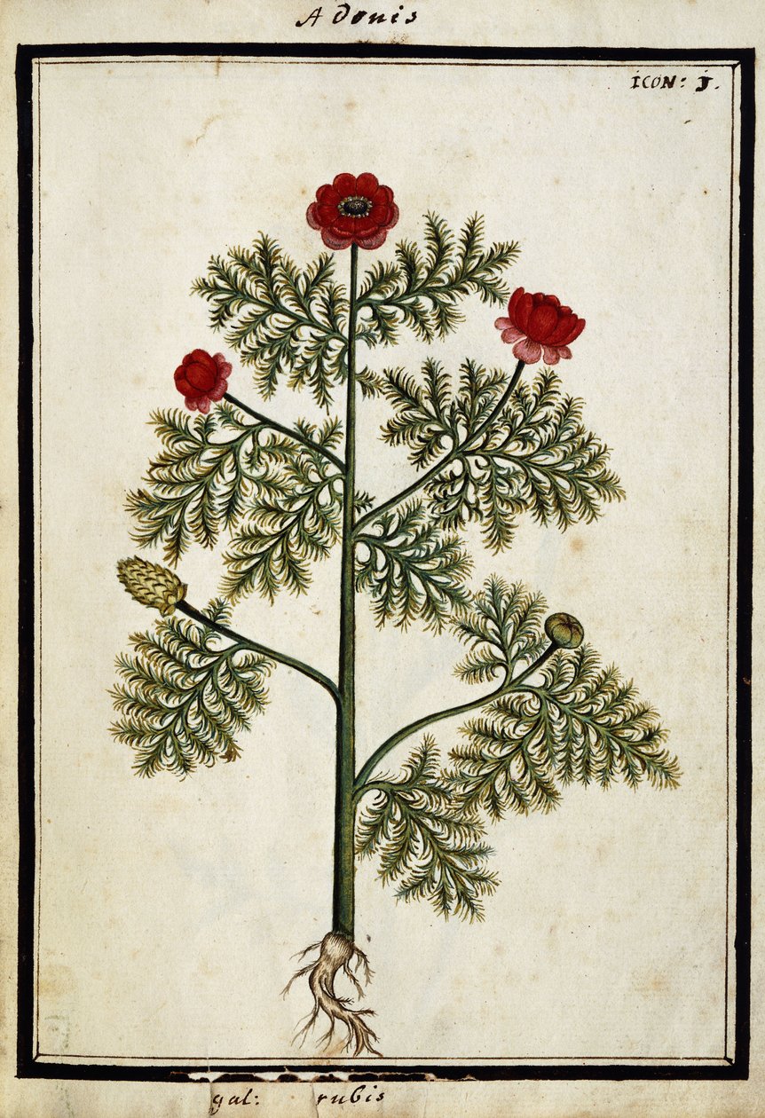 Red Adonis, c.1700 by French School
