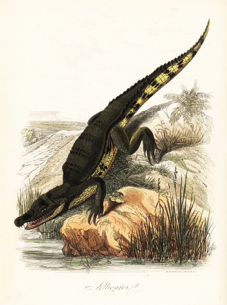 Spectacled Caiman by French School