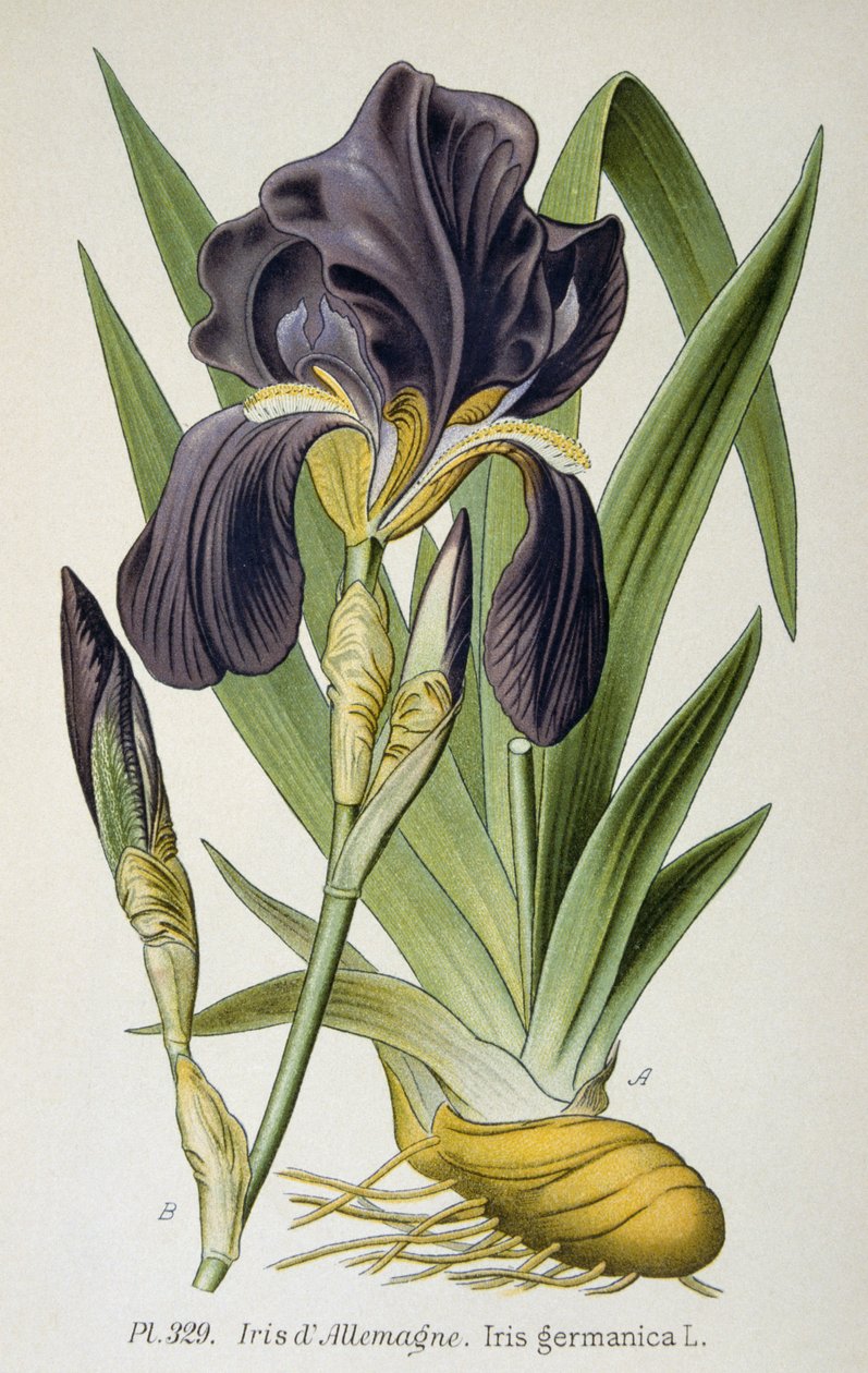 The German Iris Flower by French School